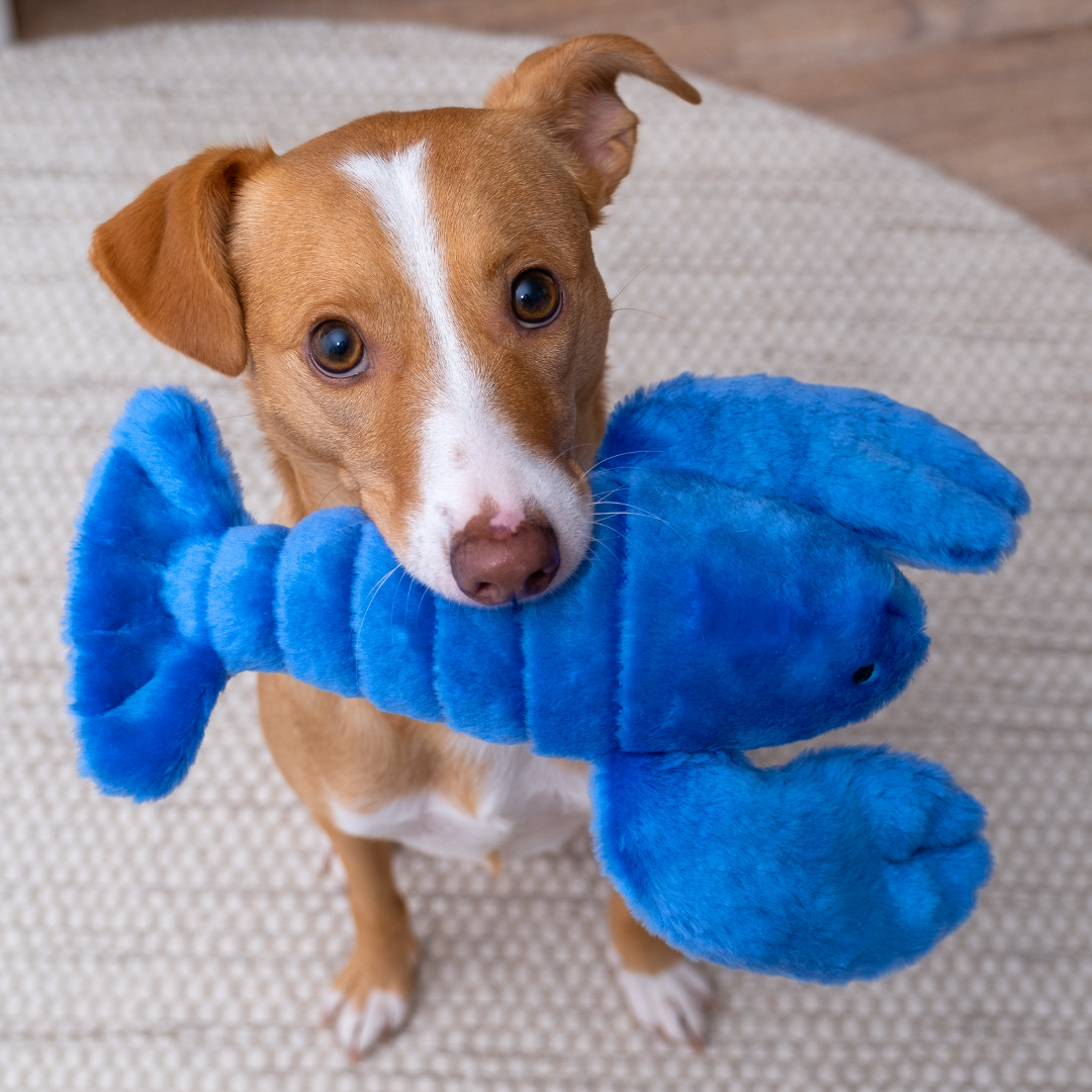 Fluff & Tuff Lucky Lobster plush dog toy