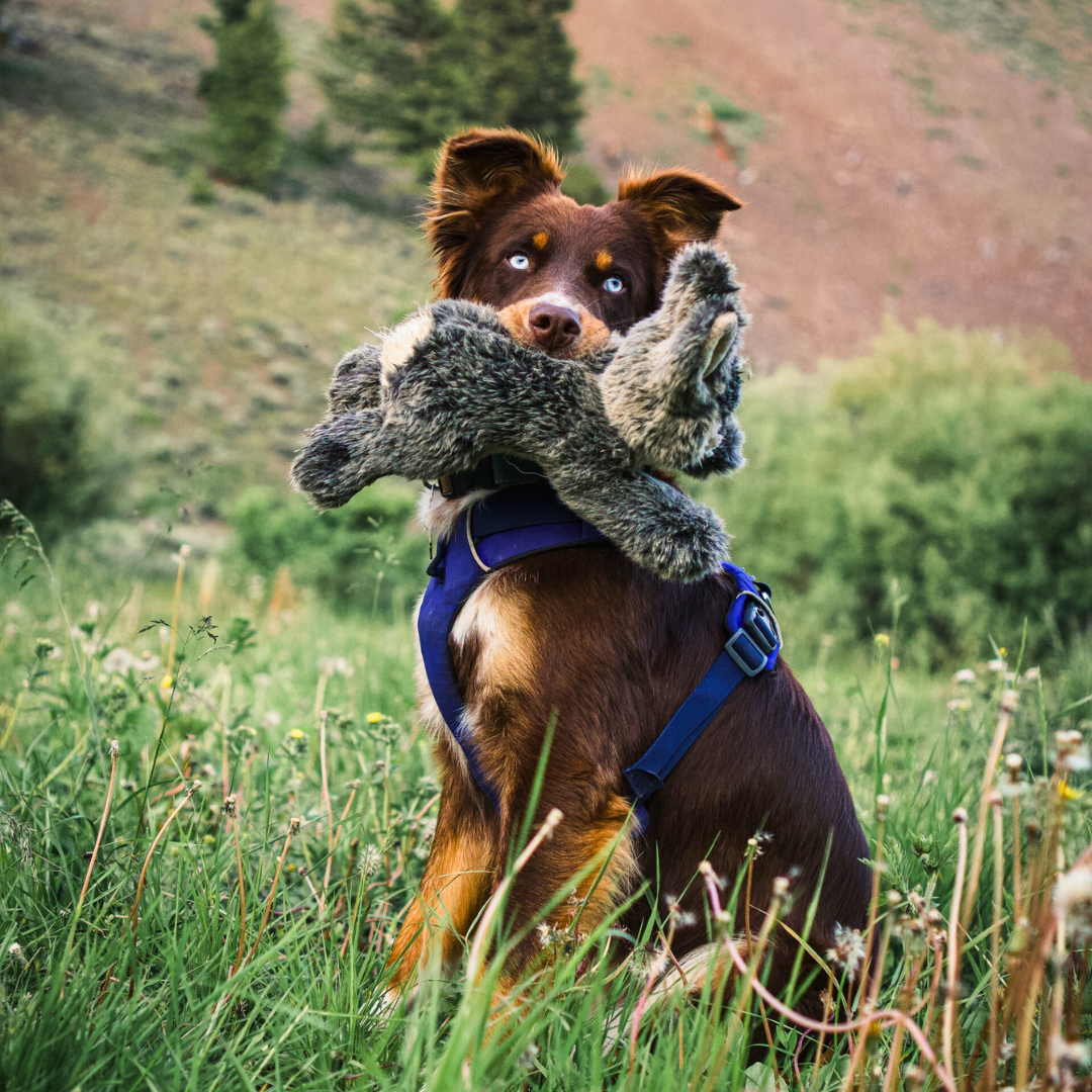 Fluff & Tuff Walter Wabbit plush dog toy