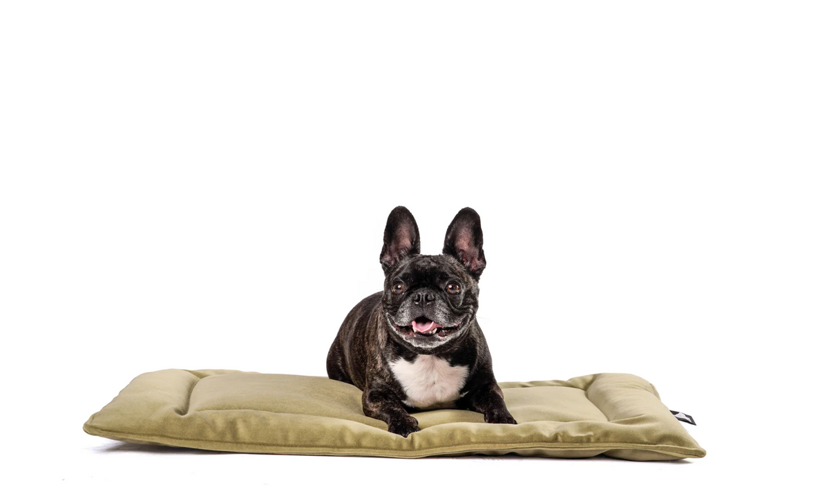 ROXBURY PET MELROSE MAT ALOE XL