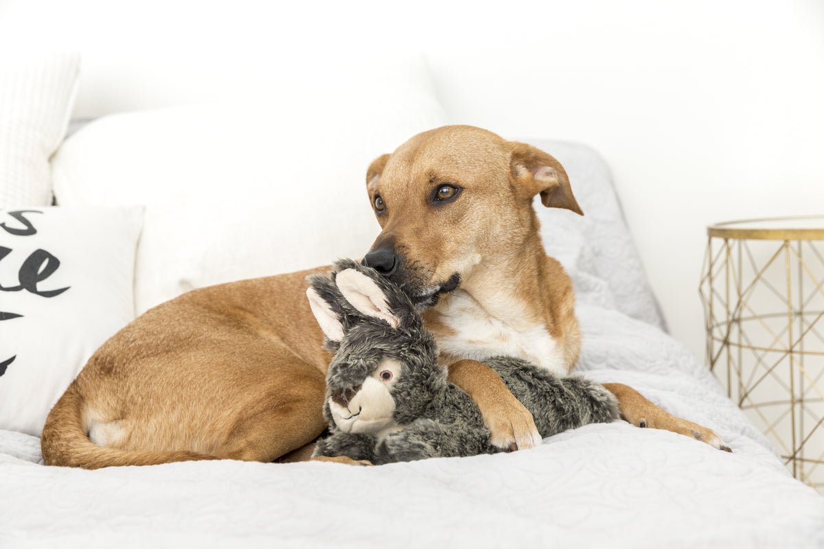 Fluff & Tuff Walter Wabbit plush dog toy