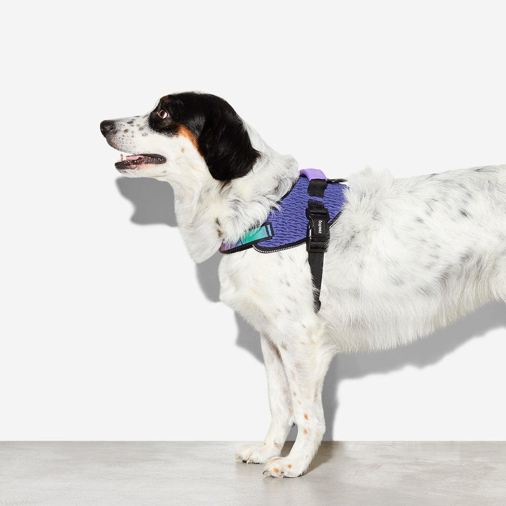 Zee.Dog Fly Harness Wicked Size 1