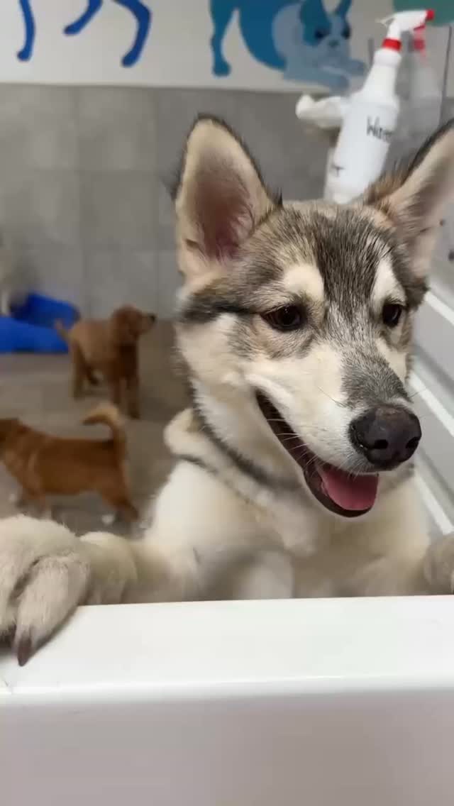 Thumbnail from K9 Loft's original Instagram video
