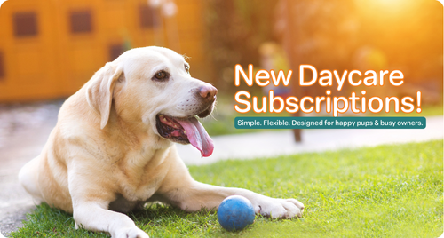 Daycare Subscriptions Are Here!