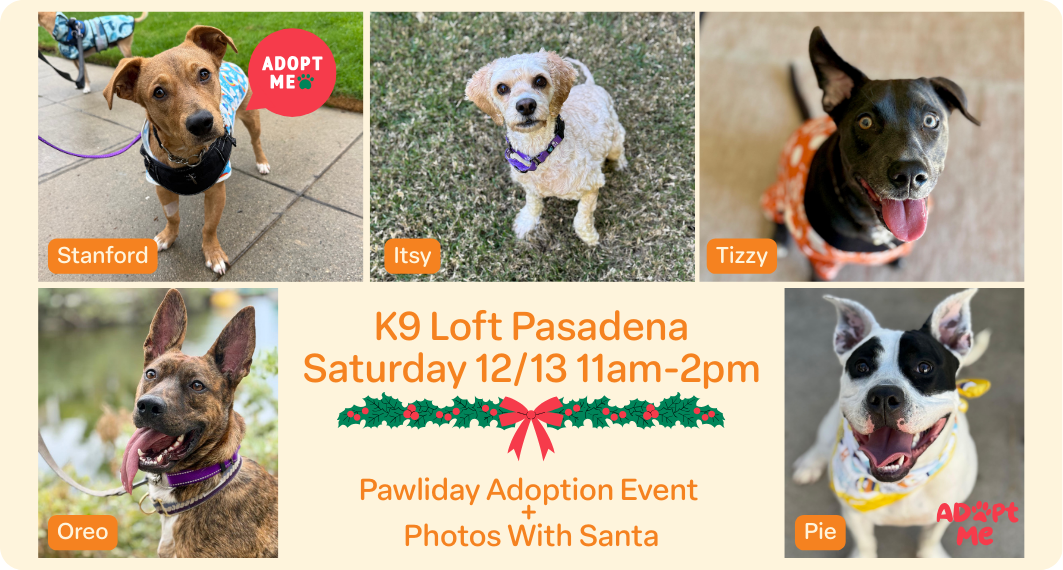 Pawliday Adoption Event!
