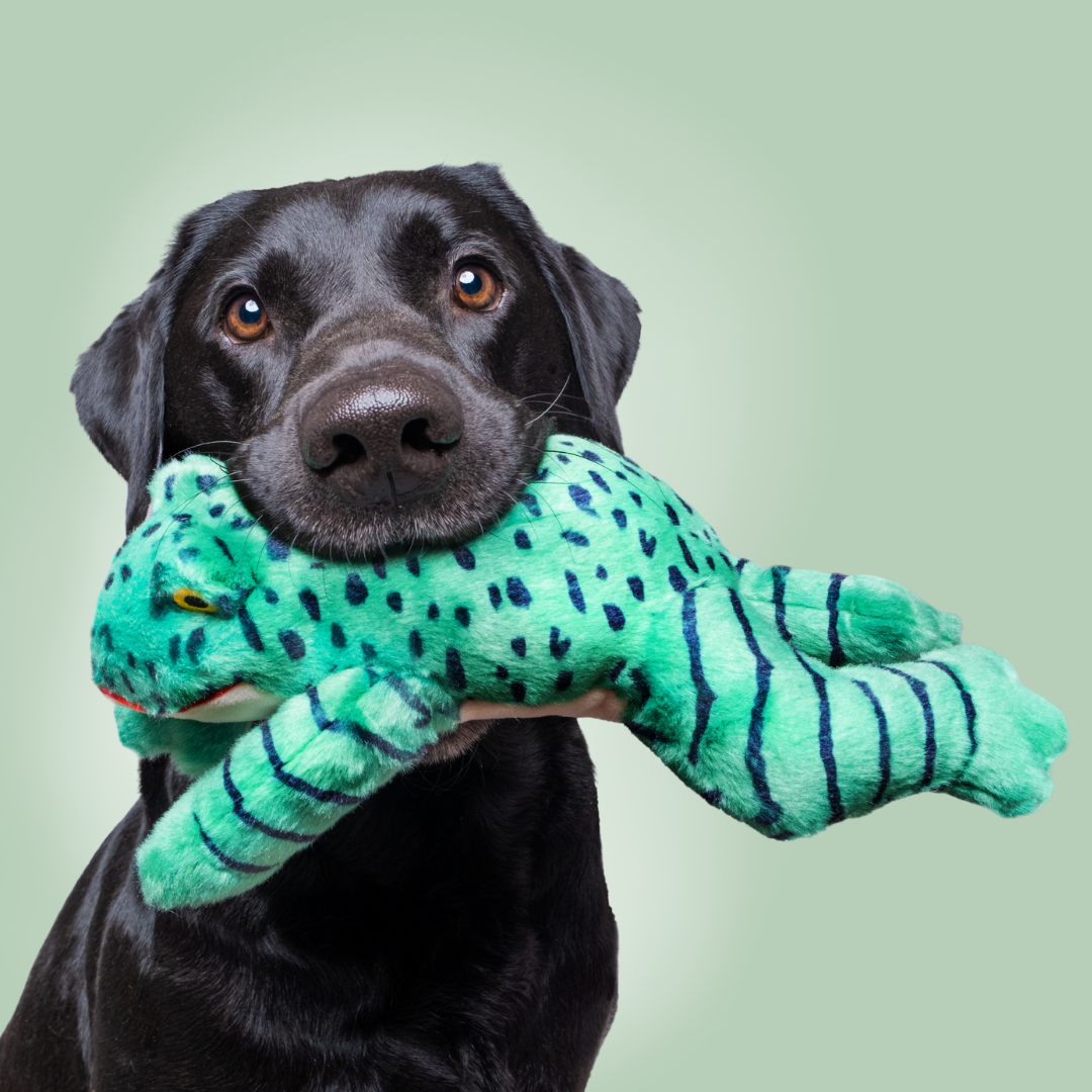 Fluff &amp; Tuff Oliver Frog plush dog toy