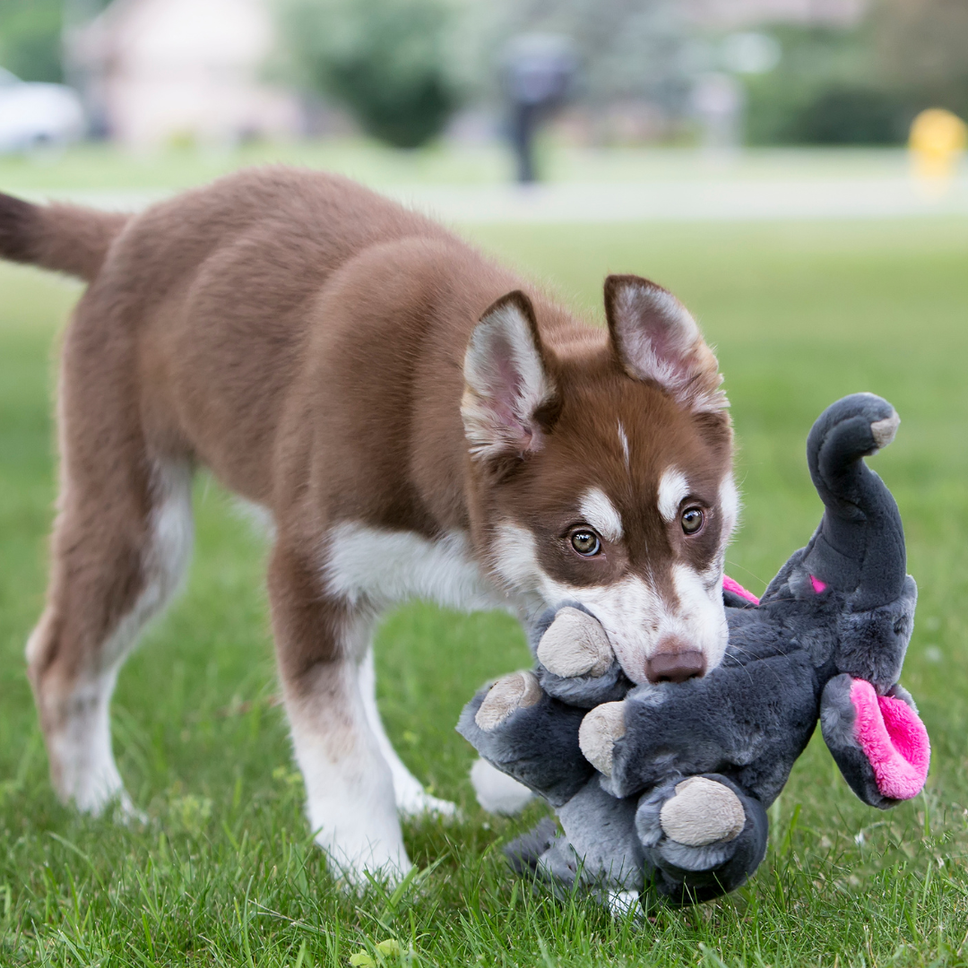 Fluff &amp; Tuff Edsel Elephant plush dog toy