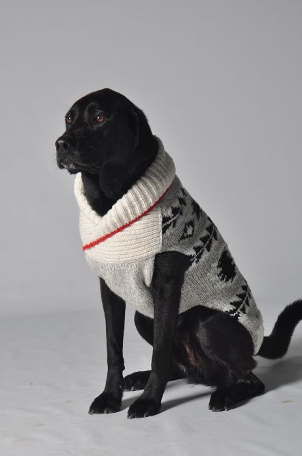 Chilly Dog Jackson Sweater
