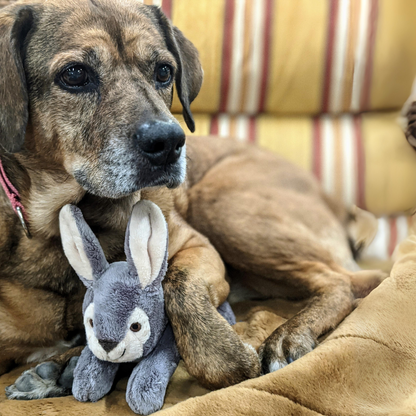 Fluff &amp; Tuff Jessica Bunny plush dog toy