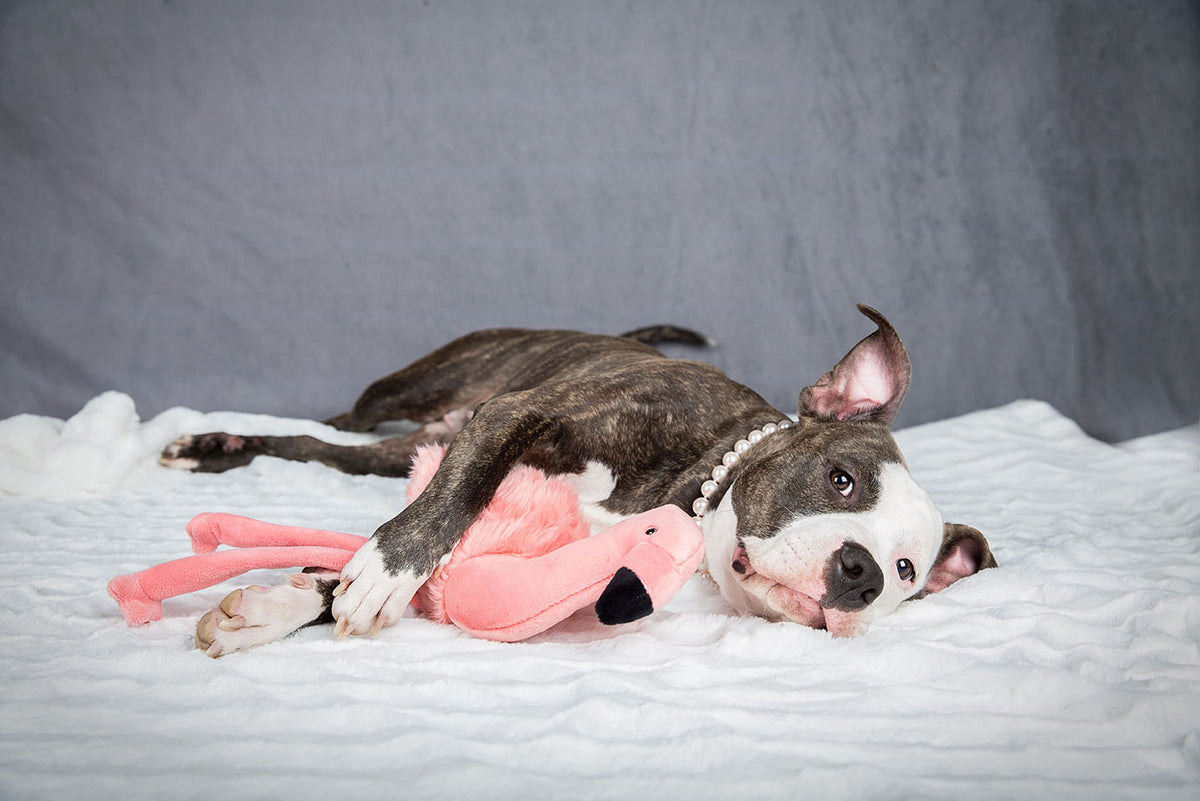 Fluff &amp; Tuff Lola Flamingo plush dog toy