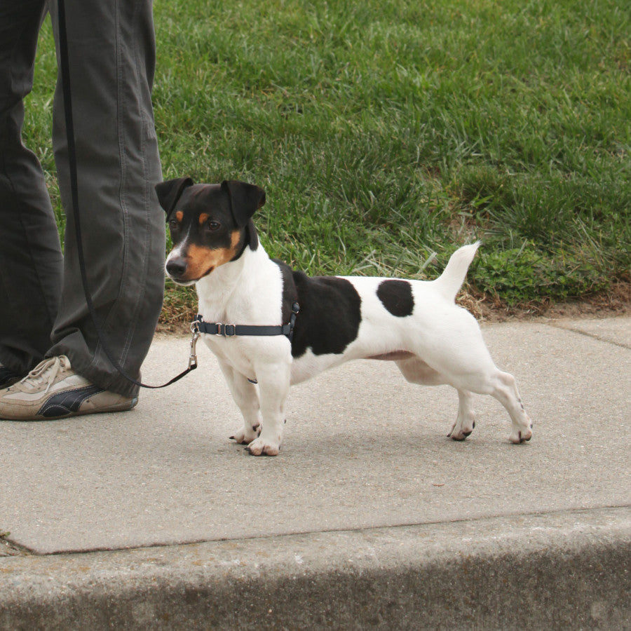 PetSafe Deluxe Easy Walk SM Steel